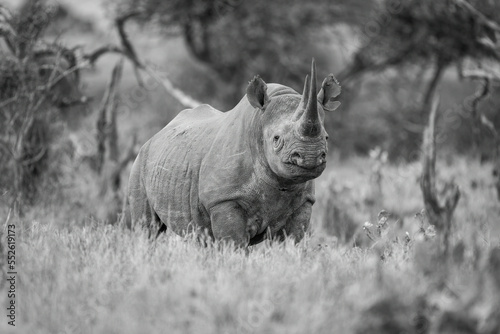 Mono black rhino eyeing camera in grass