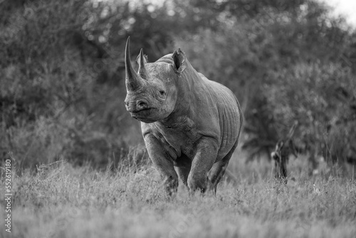 Mono black rhino eyeing camera in clearing