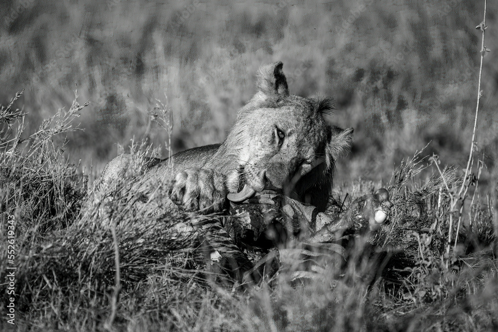 Mono male lion lies licking bloody bones Mono male lion lies licking bloody bones