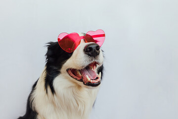St. Valentine's Day concept. Funny puppy dog border collie in red heart shaped glasses isolated on white background. Lovely dog in love celebrating valentines day. Love lovesick romance postcard