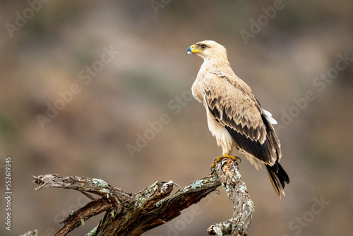 Tawny eagle on twisted branch in profile © Nick Dale
