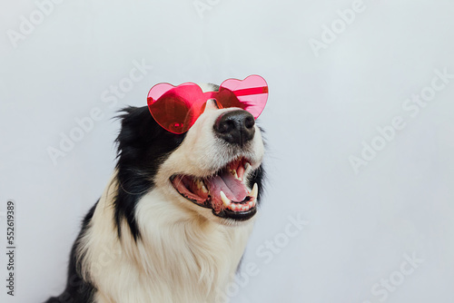 St. Valentine's Day concept. Funny puppy dog border collie in red heart shaped glasses isolated on white background. Lovely dog in love celebrating valentines day. Love lovesick romance postcard