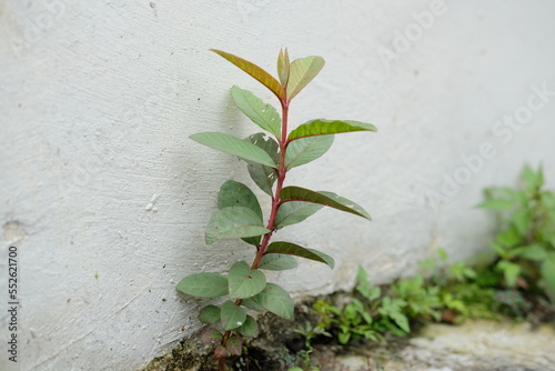 Guava plant. Guava plants grow on the buildings