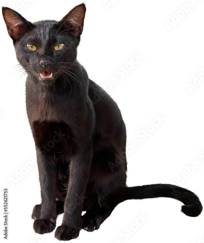 Black cat Isolated clipart png