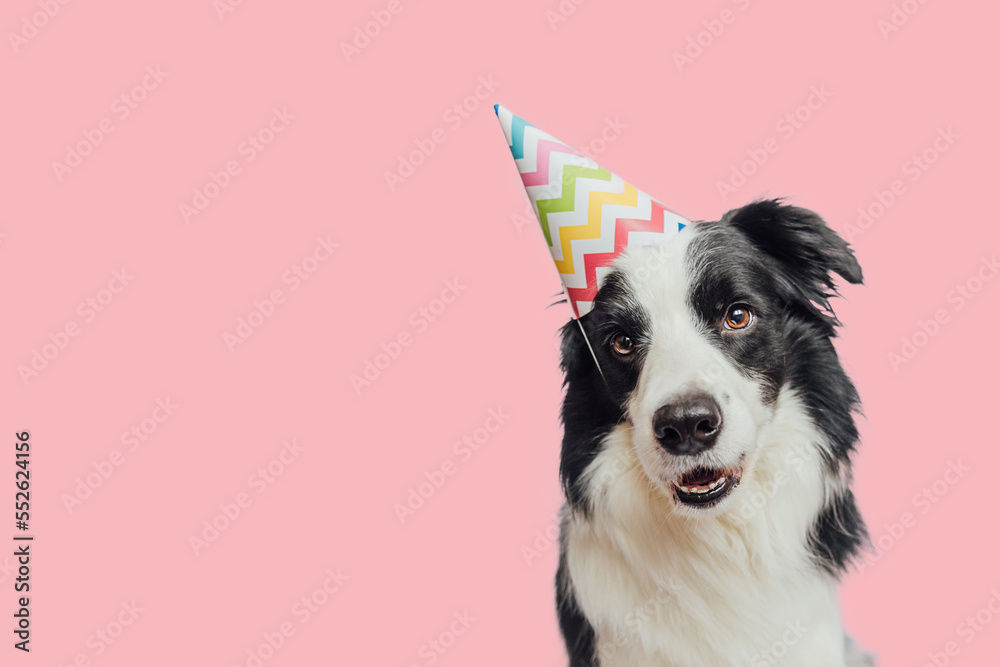 Happy Birthday party concept. Funny cute puppy dog border collie wearing birthday silly hat isolated on pink background. Pet dog on Birthday day