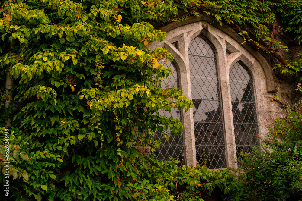 Obraz premium Neo-Gothic window surrounded by green ivy on stone wall at University College Cork, Ireland