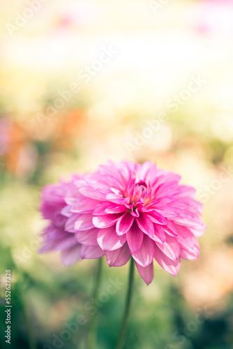 Beautiful pink Dahlia flower over blurred garden, outdoor day light, flower garden in spring and summer season
