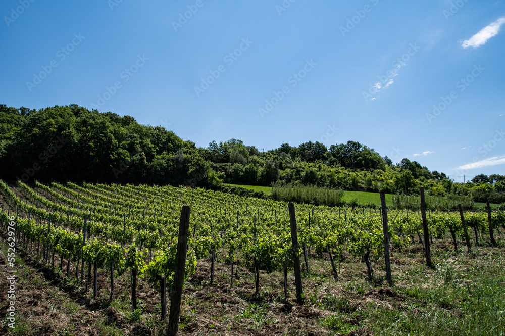 vineyard in tuscany, Italy