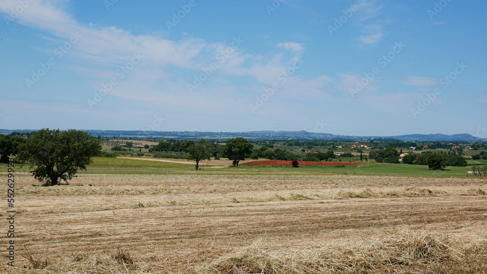 Landscape of Italy, Tuscany and Lazio, with blue sky and red puppies in a rural context