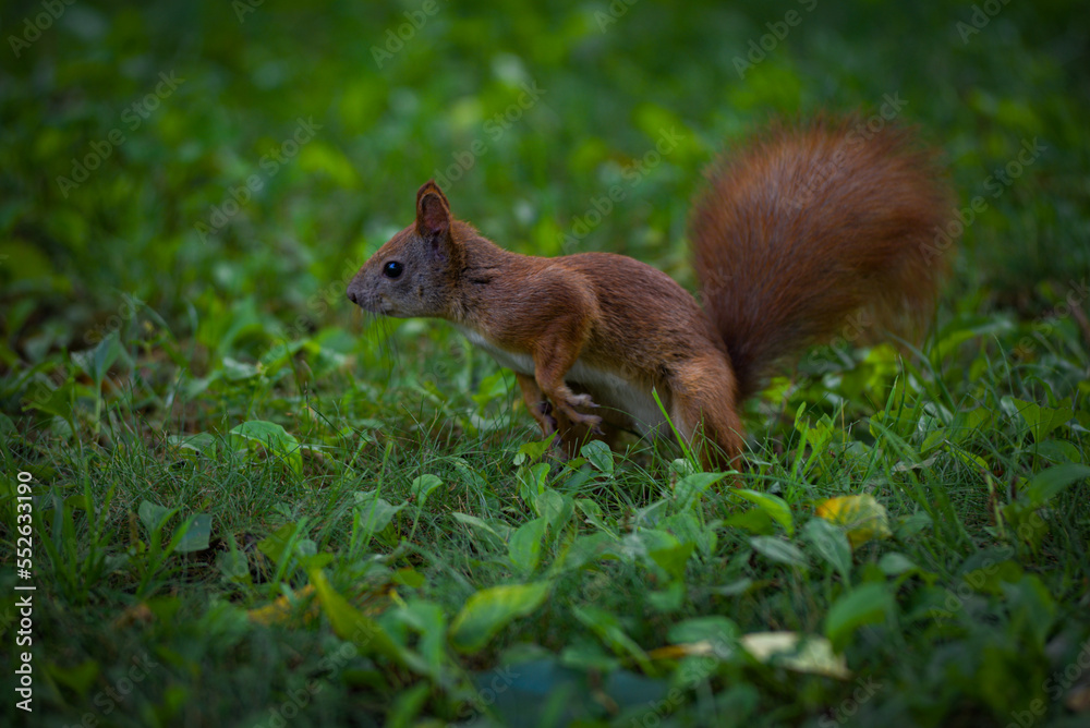 The squirrel is preparing to jump. A park The squirrel is preparing to jump. A park