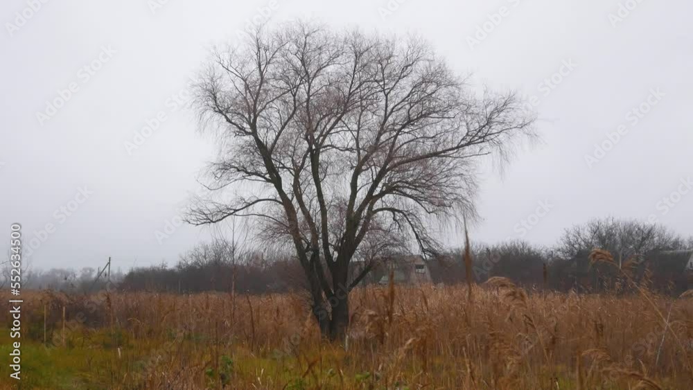 A large lonely tree without leaves among the yellowed grass. Late autumn scene. A mystical landscape of late autumn. Lonely travel in the wild. Mood melancholy and depression A large lonely tree without leaves among the yellowed grass. Late autumn scene. A mystical landscape of late autumn. Lonely travel in the wild. Mood melancholy and depression