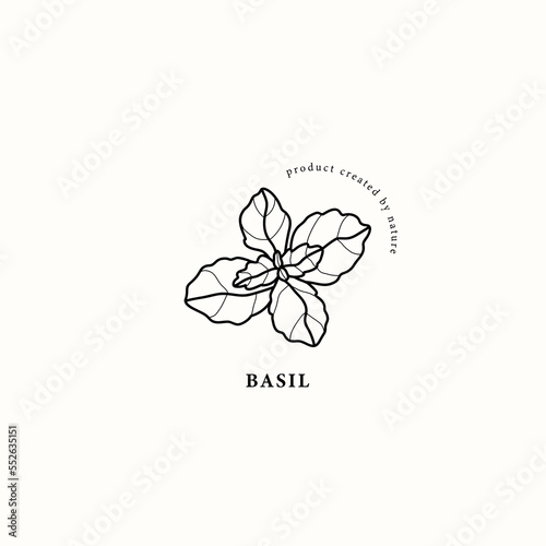 Line art basil branch illustration