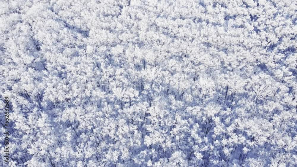 Aerial view of deciduous forest covered with frost. Aerial view of deciduous forest covered with frost.
