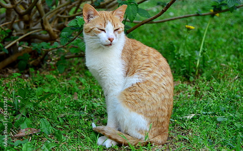The domestic cat is a small carnivorous mammal belonging to the Felidae family