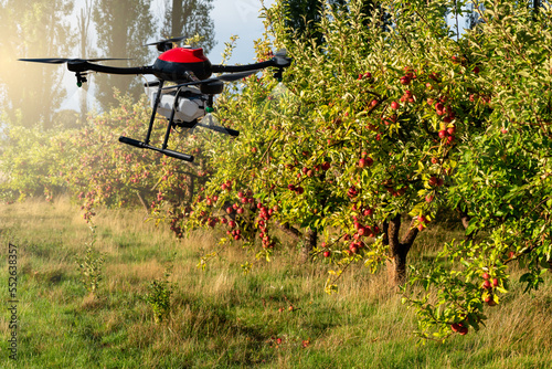 Drone sprayer flies over apple trees. Smart farming and precision agriculture 