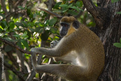   African Green Monkeys