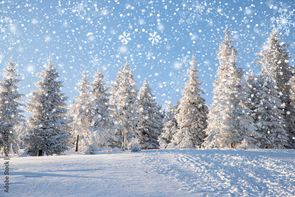 amazing winter landscape with snowy fir trees in the mountains