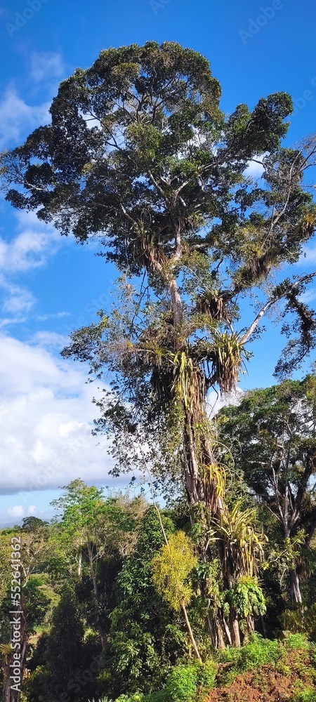 Obraz premium trees and sky