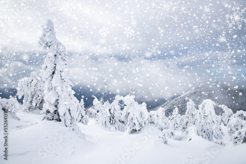 magical frozen winter landscape with snow covered fir trees © Melinda Nagy