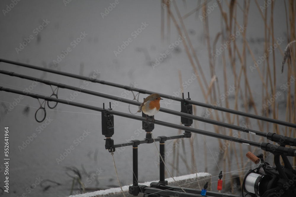 European Robin on a Fishing rod