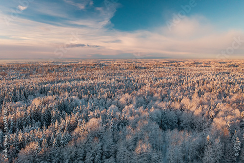 Forest view with snowy treetops from above in Espoo, Finland