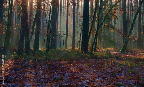 Piękny jesienny dzień w słonecznym lesie