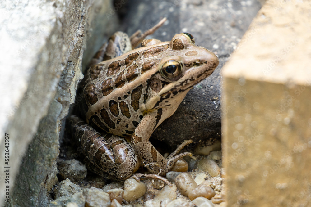 frog on a rock frog on a rock