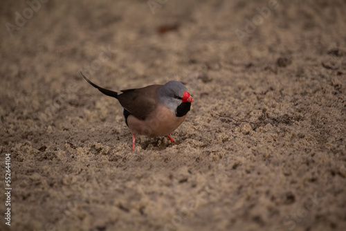 Long-tailed finch. Poephila acuticauda. Australian bird. High quality photo photo