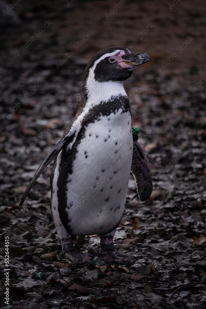 Naklejka premium humboldt penguin close up portrait. High quality photo