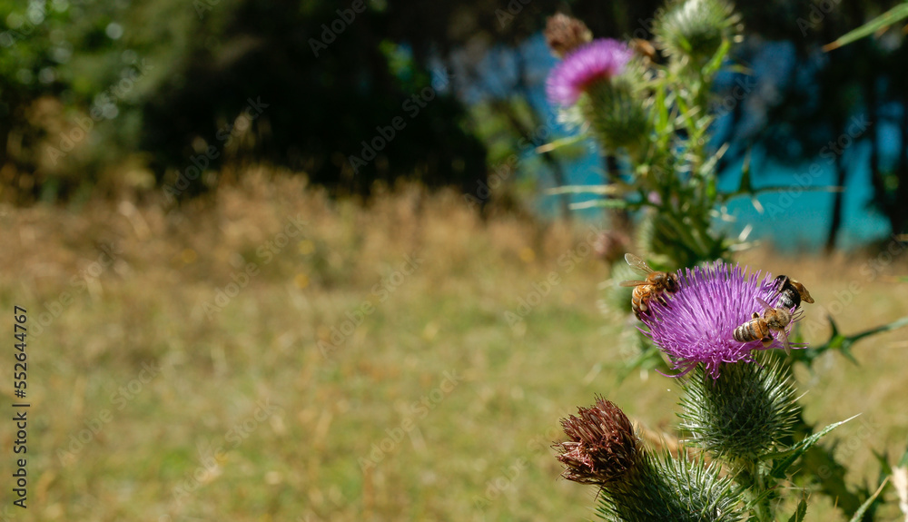 Obraz premium Honey bees on purple Scotch thistle flower