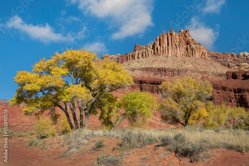 Colorful yellow cottonwood tree in front of sandstone rock formation known as the Castle at Capitol Reef National Park, Utah photo