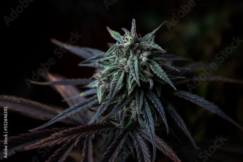 cannabis plant