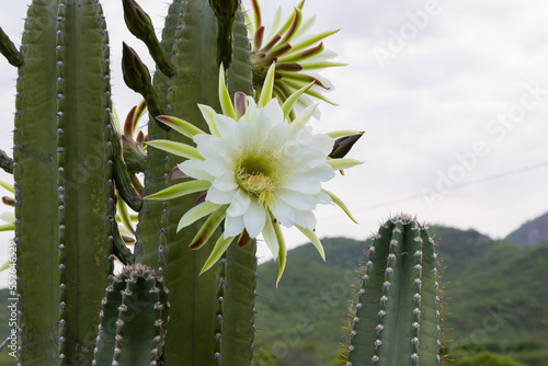 Mandacaru cactus white flower blooming in nature with green thorny stems (Cereus jamacaru)
