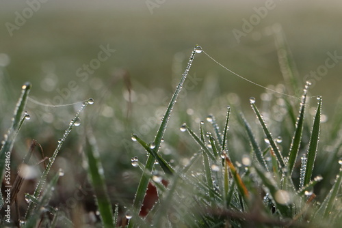 drops of morning dew in the grass, dawn