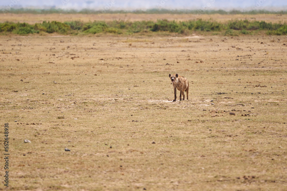 Naklejka premium Beautiful hyena specimen walking through the savannah while drooling in search of prey, in Amboseli national park, Kenya, Africa