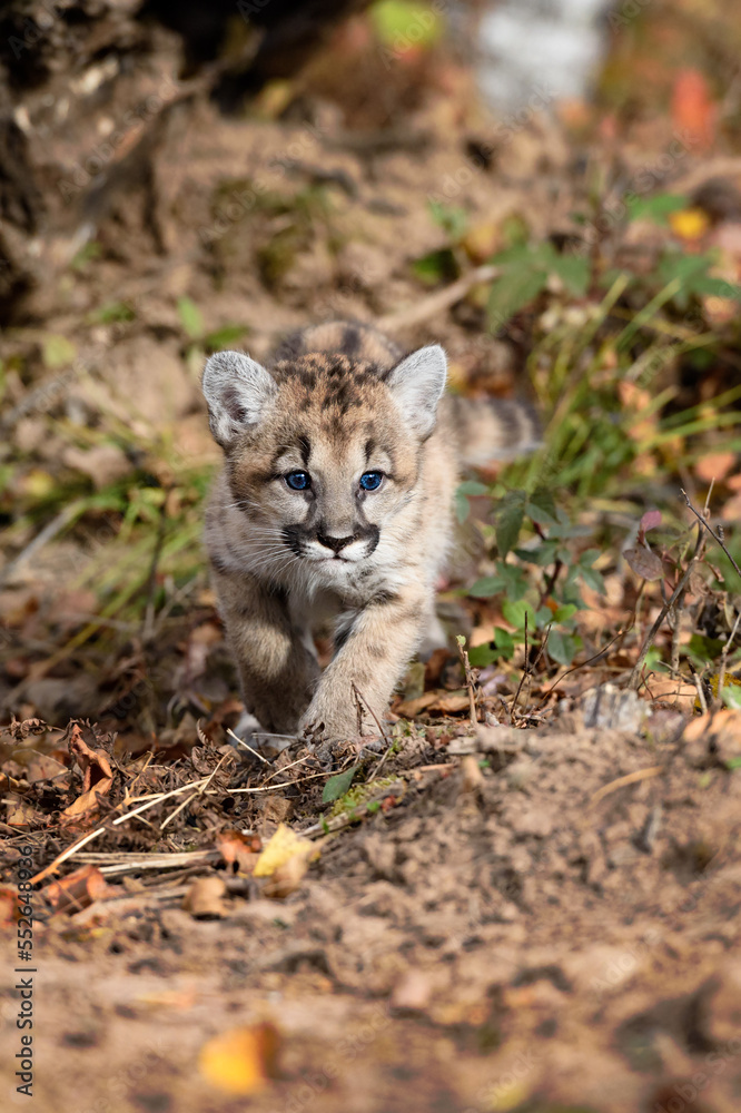 Obraz premium Cougar Kitten (Puma concolor) Steps Forward Autumn
