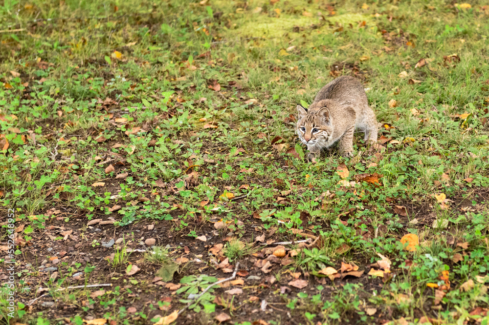 Bobcat (Lynx rufus) Runs Across Grass and Leaves Autumn Bobcat (Lynx rufus) Runs Across Grass and Leaves Autumn