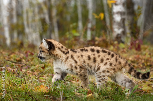 Cougar Kitten (Puma concolor) Walks Left on Birch Forest Edge Autumn © hkuchera