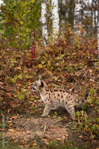 Cougar Kitten (Puma concolor) Looks Up at Bottom of Forest Embankment Autumn