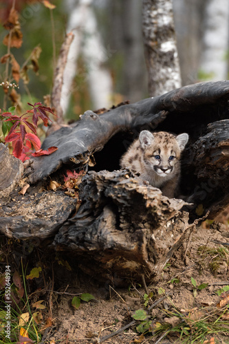 Cougar Kitten (Puma concolor) Crawls Out of Log Autumn