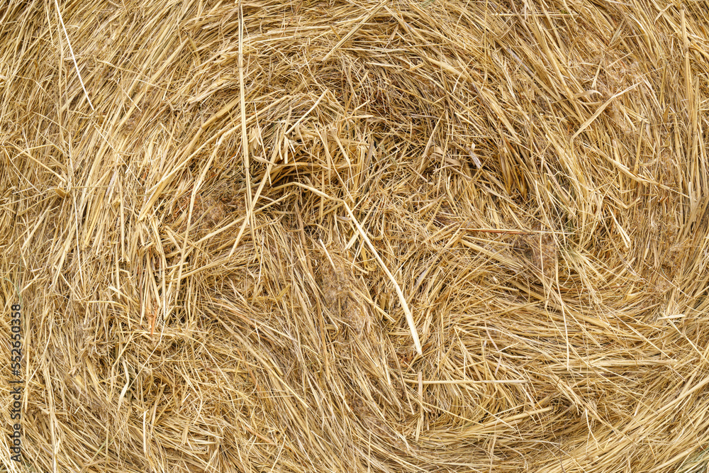 Straw, dry straw, hay straw yellow background, hay straw texture Straw, dry straw, hay straw yellow background, hay straw texture