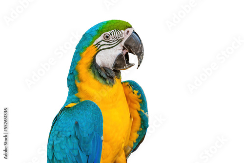 The blue-and-yellow macaw (Ara ararauna), also known as the blue-and-gold macaw, is a large South American parrot
