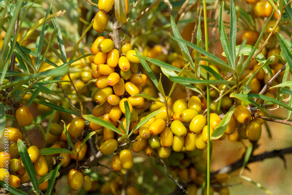 Sea buckthorn close up. The use of juices, compotes, wines, sea buckthorn oil. Selective focus Sea buckthorn close up. The use of juices, compotes, wines, sea buckthorn oil. Selective focus
