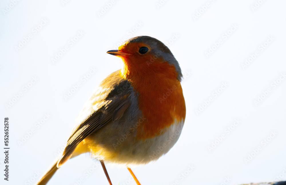 Fototapeta premium Robin in Winter Sun