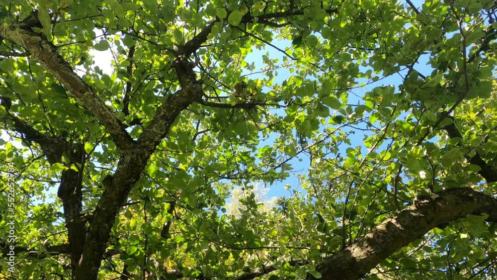 green deciduous trees in autumn in sunshine green deciduous trees in autumn in sunshine