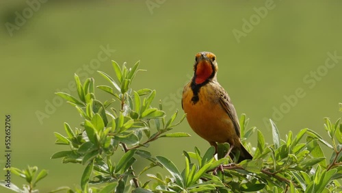 A wild Cape longclaw singing on a perch photo