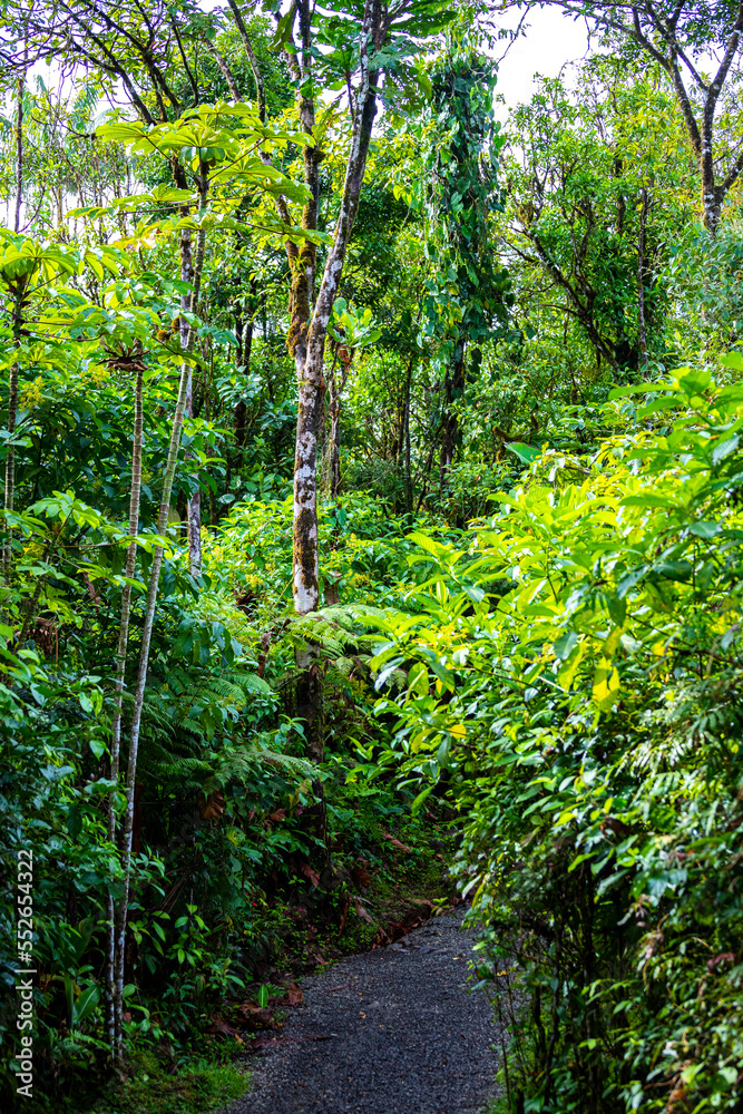 Fototapeta premium A dense rainforest with lush vegetation in volcano tenorio national park in Costa Rica; a path through the jungle near the famous rio celeste river