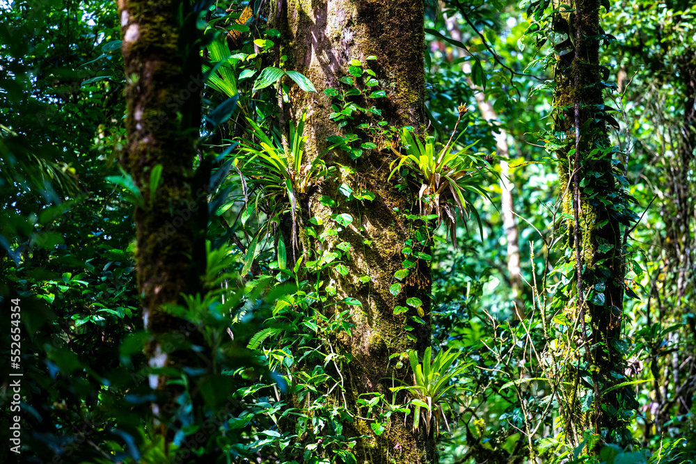 A dense rainforest with lush vegetation in volcano tenorio national park in Costa Rica; a path through the jungle near the famous rio celeste river