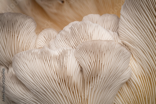 Closeup detail of the gills on an oyster mushroom