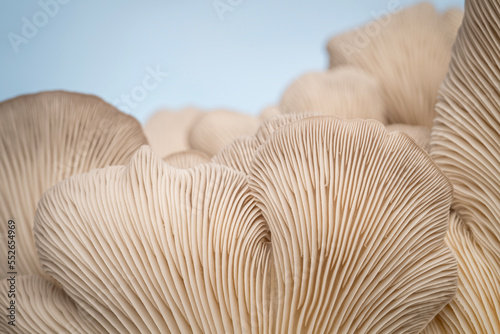 Closeup detail of the underside of an oyster mushroom